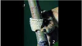 角蝉是跆拳道高手，黄蜂是蝉之杀手 #纪录片 #昆虫 