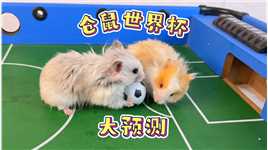 小仓鼠的世界杯预测！仓鼠足球赛你见过吗！？.